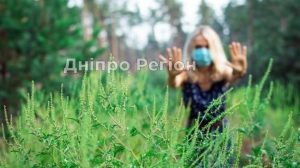 У Дніпрі почали боротьбу з амброзією: місто оброблятимуть спеціальним препаратом