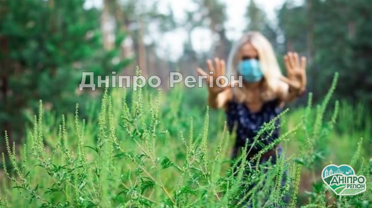У Дніпрі почали боротьбу з амброзією: місто оброблятимуть спеціальним препаратом