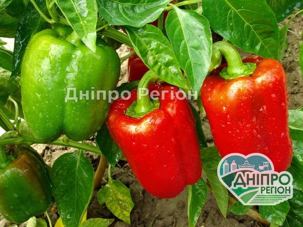 Які добрива покласти в лунку з перцем для великого врожаю (ФОТО) Які добрива покласти в лунку з перцем для великого врожаю (ФОТО)