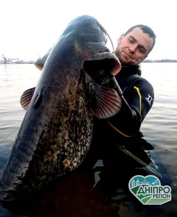 У Дніпрі рибак впіймав величезного сома більшого за людський зріст (ФОТО) У Дніпрі рибак впіймав величезного сома більшого за людський зріст (ФОТО)