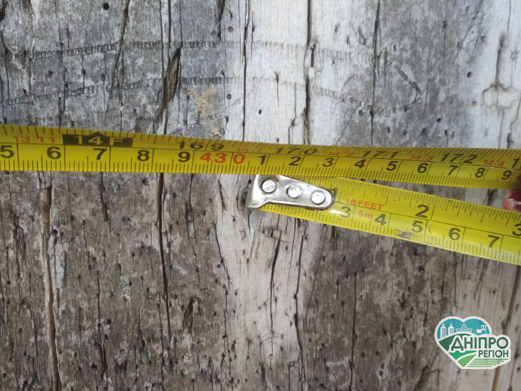 Увага конкурс! На Дніпропетровщині шукають найбільшого та найстарішого осокора (ФОТО) Увага конкурс! На Дніпропетровщині шукають найбільшого та найстарішого осокора (ФОТО)