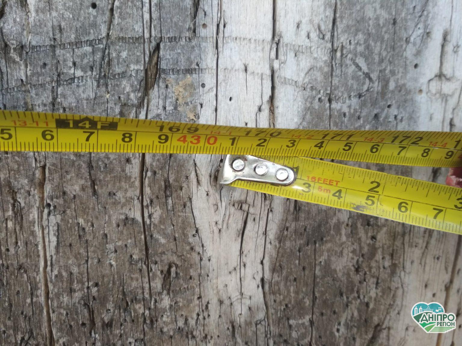 Увага конкурс! На Дніпропетровщині шукають найбільшого та найстарішого осокора (ФОТО) Увага конкурс! На Дніпропетровщині шукають найбільшого та найстарішого осокора (ФОТО)