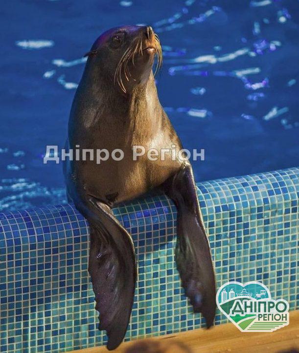 Кирилівка: дельфінарій «Оскар» зустріне відвідувачів з оновленою програмою