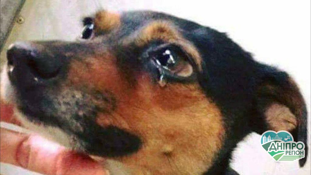 Яке покарання чекає людину в Україні за жорстоке поводження з тваринами Яке покарання чекає людину в Україні за жорстоке поводження з тваринами