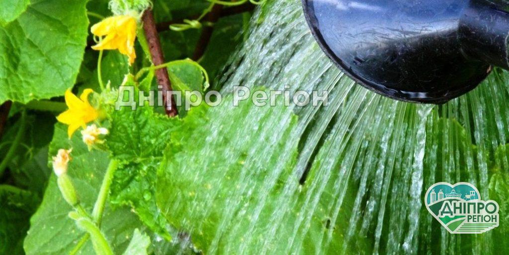 Як часто і правильно поливати огірки, щоб не були гіркими: прості поради Будете збирати відрами: як отримати багатий врожай огірків