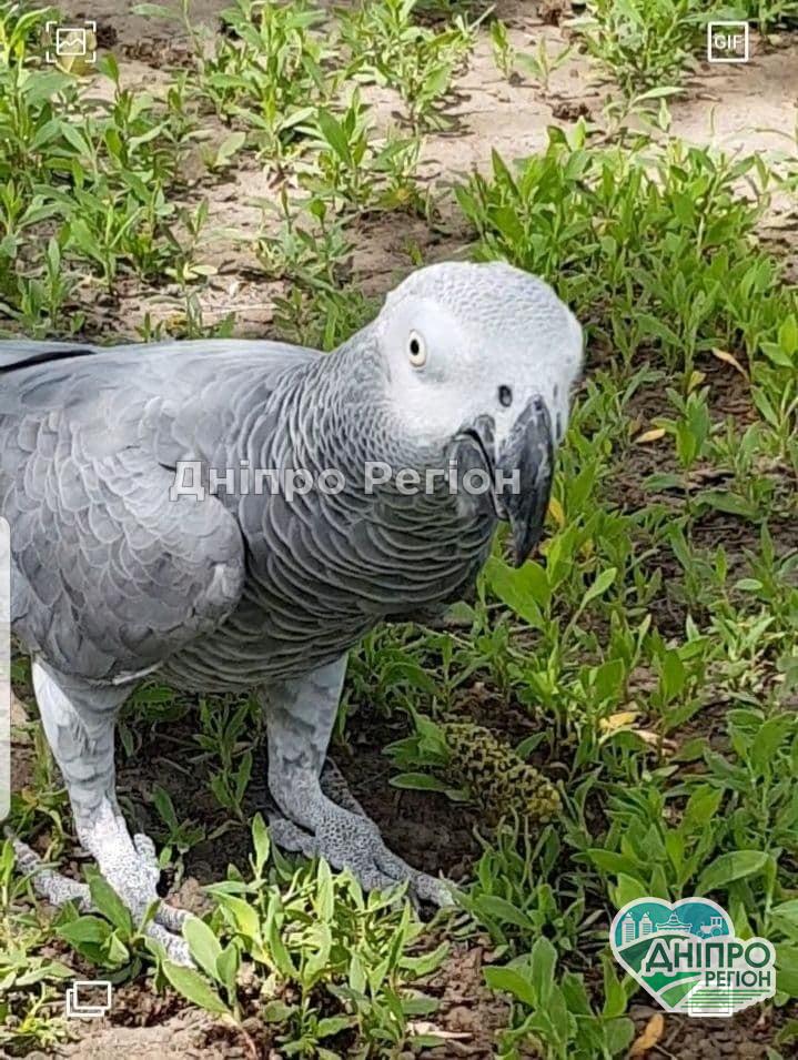 500 доларів за папугу: на Дніпропетровщині оголосили нагороду за зниклого улюбленця 500 доларів за папугу: на Дніпропетровщині оголосили нагороду за зниклого улюбленця