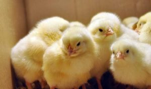 На Дніпропетровщині повторно виставлено на продаж птахокомплекс