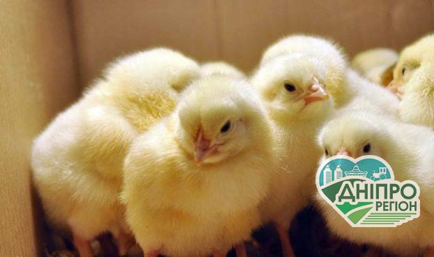 На Дніпропетровщині повторно виставлено на продаж птахокомплекс На Дніпропетровщині повторно виставлено на продаж птахокомплекс