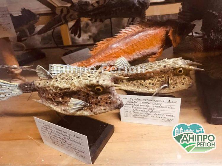 У Дніпрі працює унікальний музей, який можна відвідувати лише у будні дні (ФОТО) У Дніпрі працює унікальний музей, який можна відвідувати лише у будні дні (ФОТО)