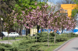 Місце для прогулянок та селфі: у Дніпрі розцвіла алея сакур (ФОТО)