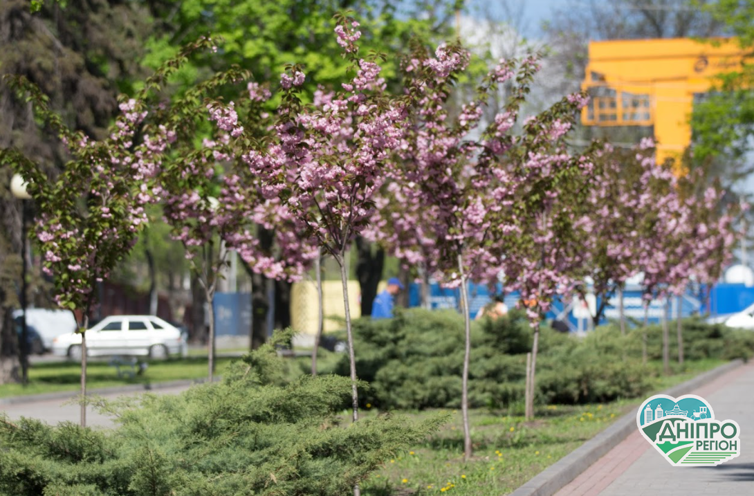 Місце для прогулянок та селфі: у Дніпрі розцвіла алея сакур (ФОТО)