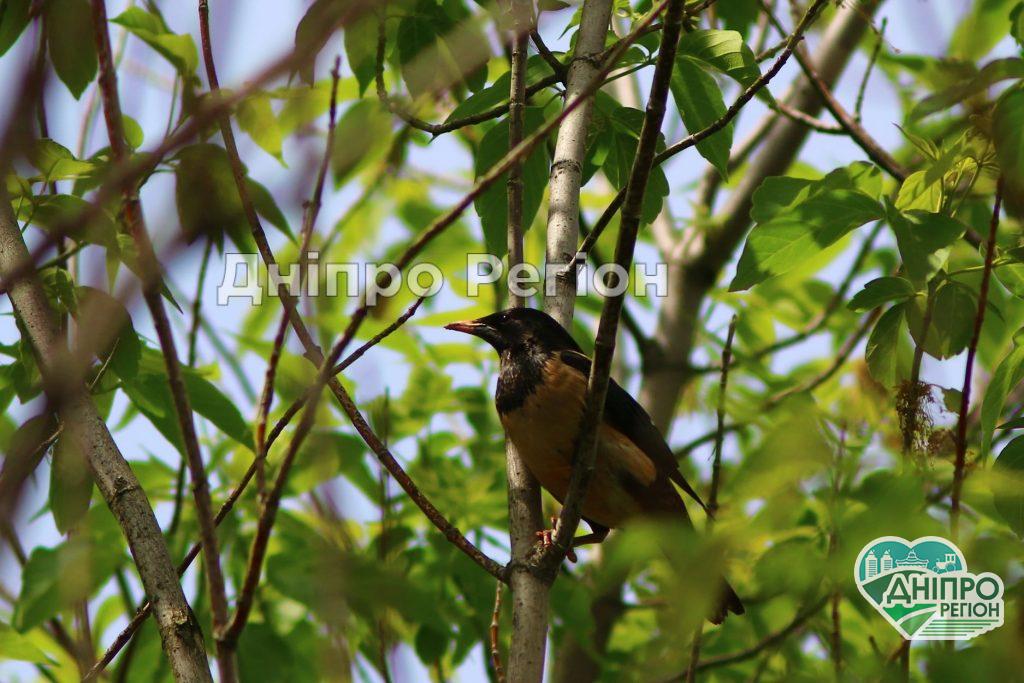 Унікальний випадок: на Дніпропетровщині побачили рожевих шпаків (ФОТО) Унікальний випадок: на Дніпропетровщині побачили рожевих шпаків (ФОТО)
