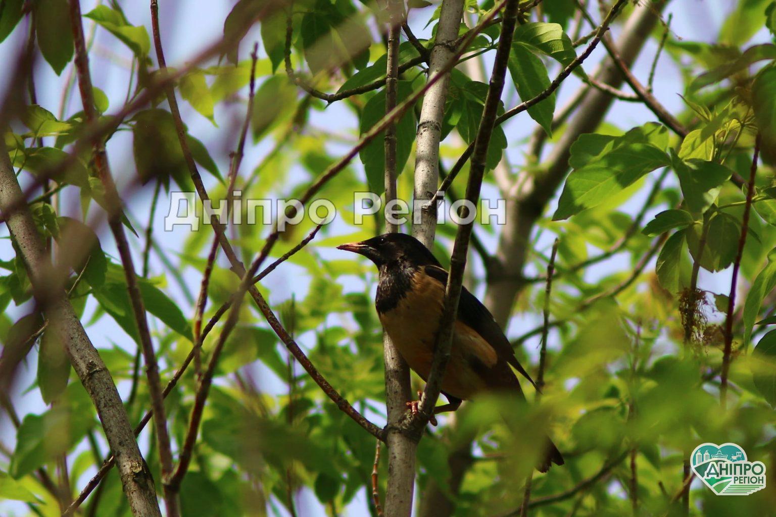 Унікальний випадок: на Дніпропетровщині побачили рожевих шпаків (ФОТО) Унікальний випадок: на Дніпропетровщині побачили рожевих шпаків (ФОТО)