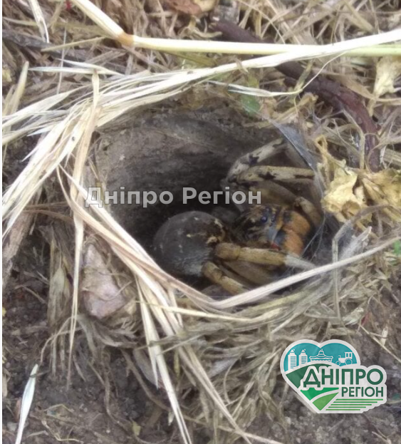 У Дніпрі на дитячому майданчику піймали південноруського тарантула (ФОТО) У Дніпрі на дитячому майданчику піймали південноруського тарантула (ФОТО)