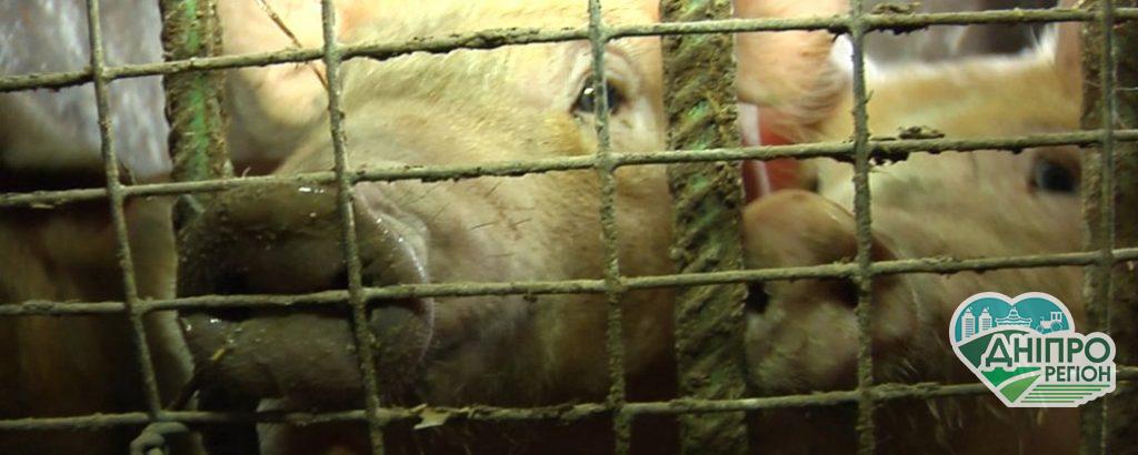 На Дніпропетровщині ветеран АТО створив мініферму: таких свиней село ще не бачило (ВІДЕО) На Дніпропетровщині ветеран АТО створив мініферму: таких свиней село ще не бачило (ВІДЕО)