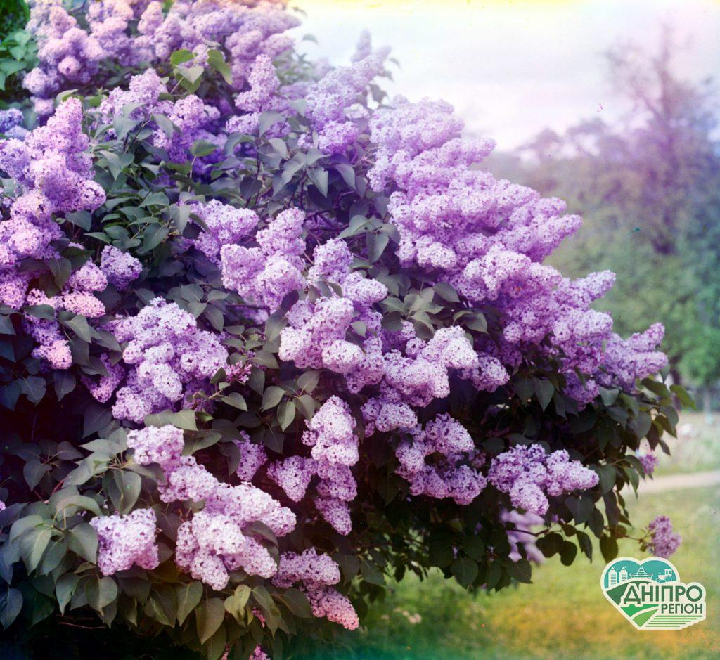 Понад 40 видів бузку цвіте у ботсаду Кривого Рогу: один раз на рік така краса Понад 40 видів бузку цвіте у ботсаду Кривого Рогу: один раз на рік така краса