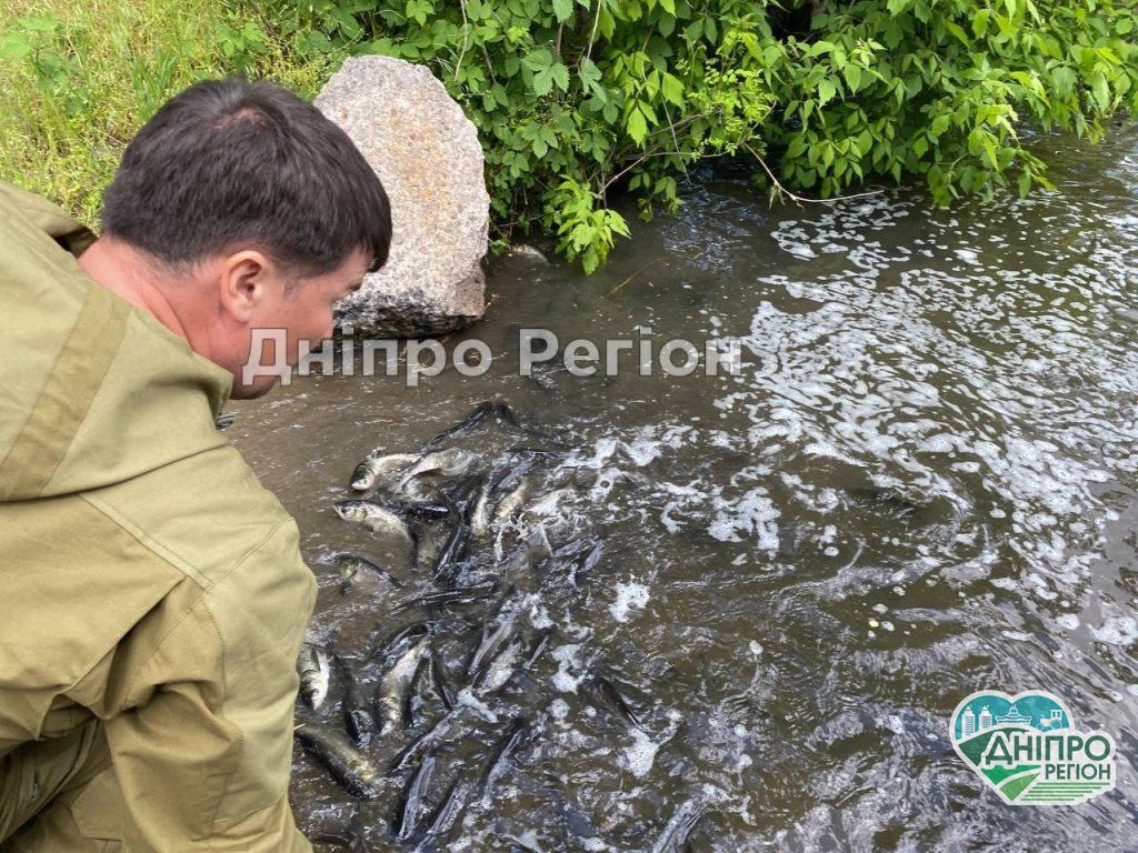 Зариблення: у Дніпро випустили 1000 кг толстолоба (ФОТО) Зариблення: у Дніпро випустили 1000 кг толстолоба (ФОТО)