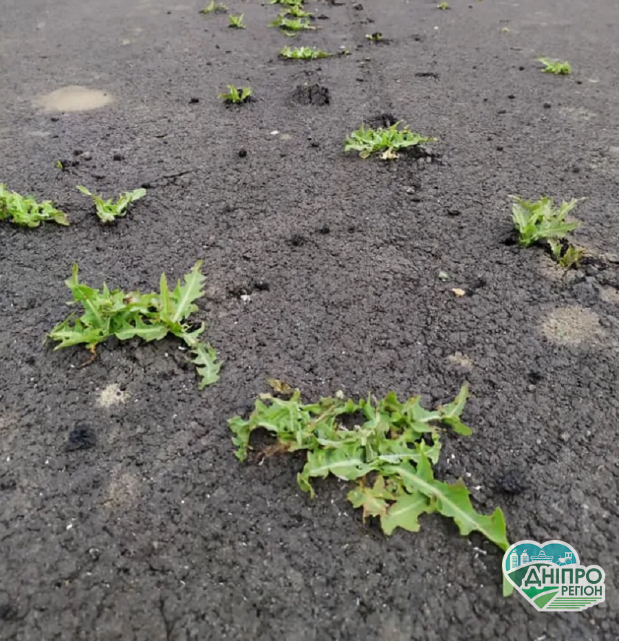 На Дніпропетровщині дорога після ремонту поросла травою, ще трохи й можна косити (ФОТО) На Дніпропетровщині дорога після ремонту поросла травою, ще трохи й можна косити (ФОТО)