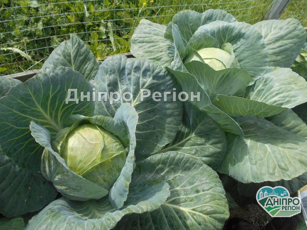 В Україні дешевшає білокачанна капуста: яка вартість у Дніпрі В Україні дешевшає білокачанна капуста: яка вартість у Дніпрі
