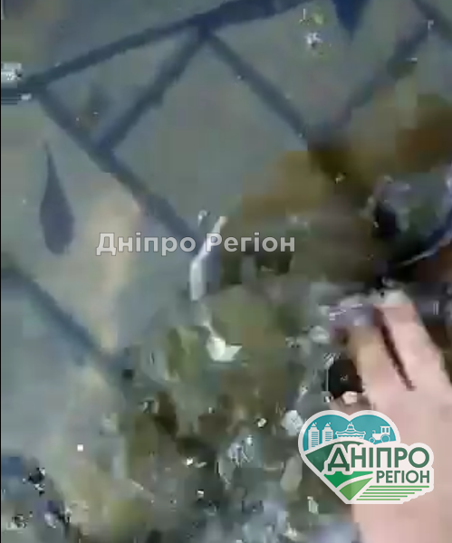 Після дощу люди руками збирають рибу (ВІДЕО)