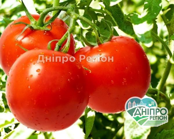 Як виростити багато томатів в “окопі”: спосіб для ледачих господарів Як виростити багато томатів в "окопі": спосіб для ледачих господарів