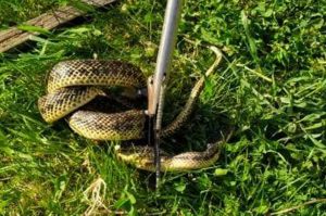На Дніпропетровщині 2-х метрова змія залізла у двір і до смерті налякала всіх (ФОТО)