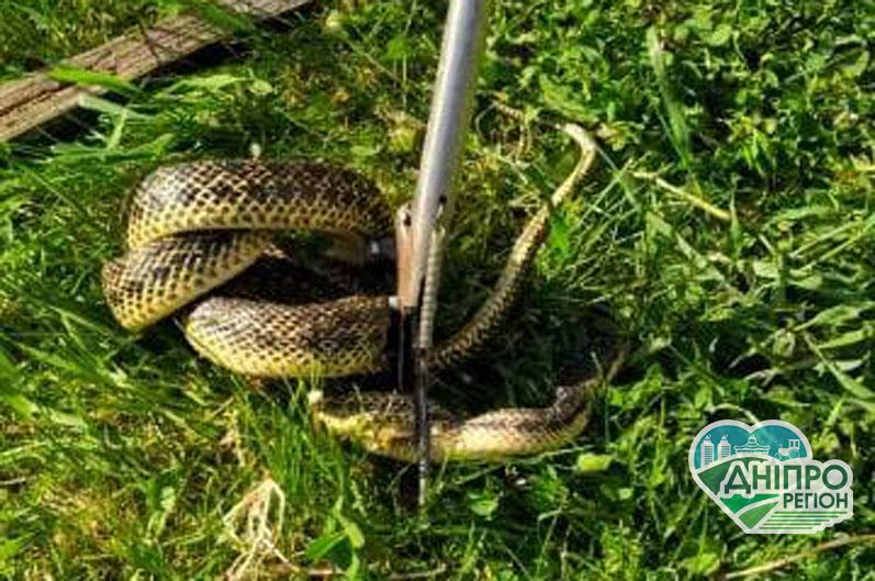 На Дніпропетровщині 2-х метрова змія залізла у двір і до смерті налякала всіх (ФОТО) На Дніпропетровщині 2-х метрова змія залізла у двір і до смерті налякала всіх (ФОТО)