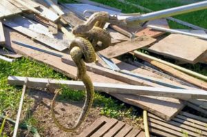 На Дніпропетровщині від укусів змій постраждало 6 людей
