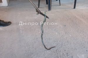 У Дніпрі змія заповзла у двір та налякала господарів: працювали рятувальники