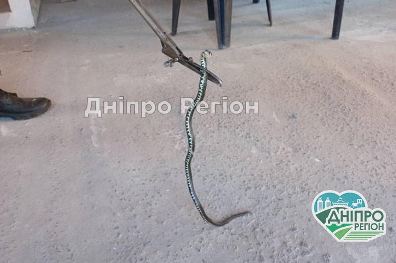 У Дніпрі змія заповзла у двір та налякала господарів: працювали рятувальники Дніпрі змія заповзла у двір та налякала господарів: працювали рятувальники