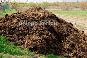 Знайшли звалище свинячого гною: на Дніпропетровщині забруднили 1,6 гектара землі азотом і нітратами