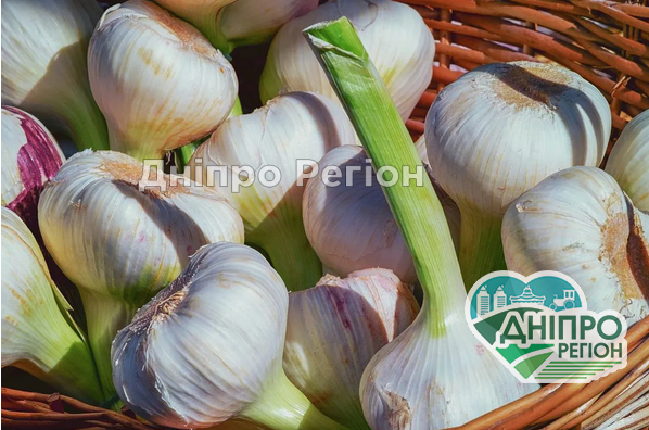 Як доглядати за часником в червні: що потрібно для вирощування великих і соковитих головок У перший місяць літа рослина починає формувати плоди.