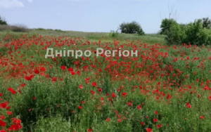 У Підгородному на горі Монашка розквітли червоні маки (ФОТО)