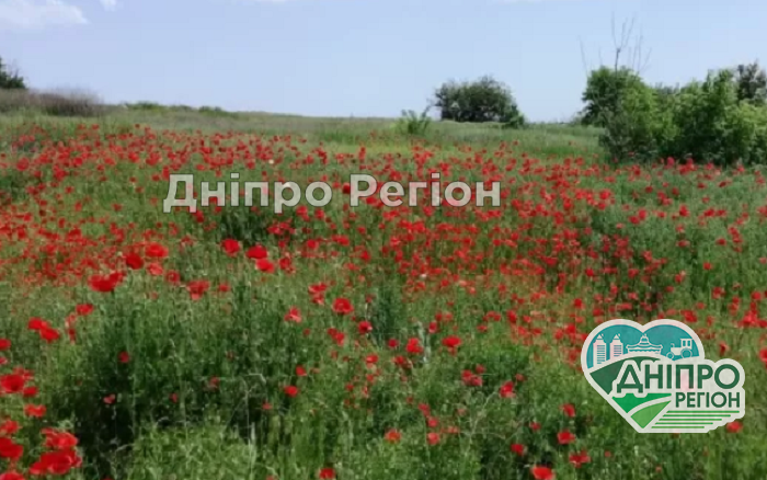 У Підгородному на горі Монашка розквітли червоні маки (ФОТО) Краса Підгородненського краю: на горі Монашка розквітли червоні маки (ФОТО)