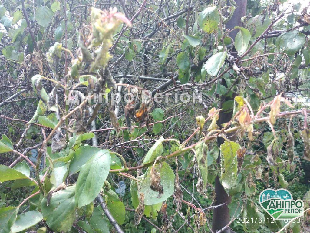 В Дніпрі опадає листя на плодових деревах: фахівці розповіли, що буде з урожаєм