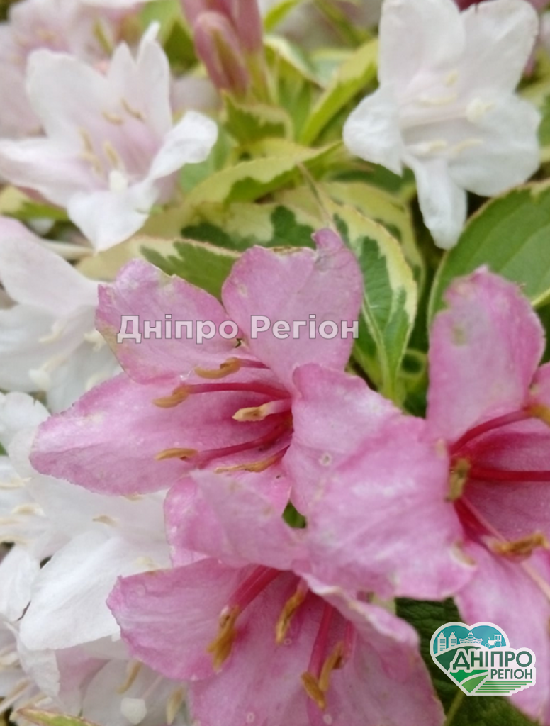 У Дніпрі ботсад ДНУ запрошує на свято: не забудьте взяти використані батарейки У Дніпрі ботсад ДНУ запрошує на свято: не забудьте взяти вдома використані батарейки