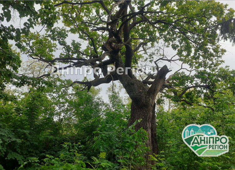 Бачили війни і революції: на Дніпропетровщині ростуть дуби, яким понад 500 років (ФОТО) Бачилі війни і революції: на Дніпропетровщині ростуть дуби, яким понад 500 років (ФОТО)