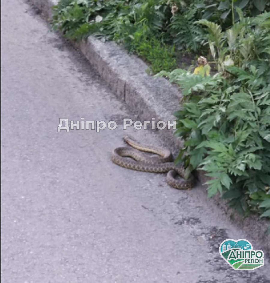 У центрі Дніпра велика змія залізла у двір та налякала мешканців (ФОТО) На Нікопольщині біля дамби Каховського водосховища зацвіла річка Дніпро (ФОТО)