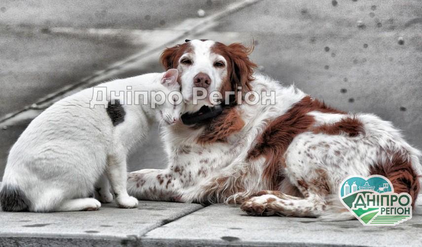 У Дніпрі усипляти і відстрілювати безхатніх тварин заборонено У Дніпрі усипляти і відстрілювати безхатніх тварин заборонено