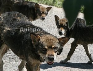У Дніпрі на ринку собаки покусали жінку, її врятували люди