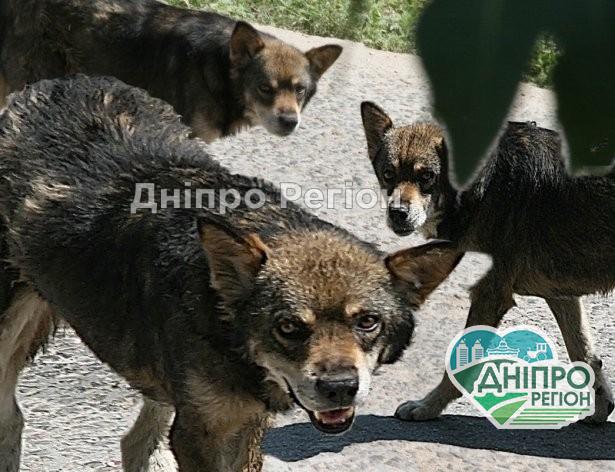 У Дніпрі на ринку собаки покусали жінку, її врятували люди У Дніпрі на ринку собаки покусала жінку, її врятували люди