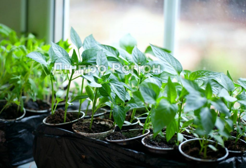 Город на підвіконні: що посадити і як виростити Город на підвіконні: що посадити і як виростити