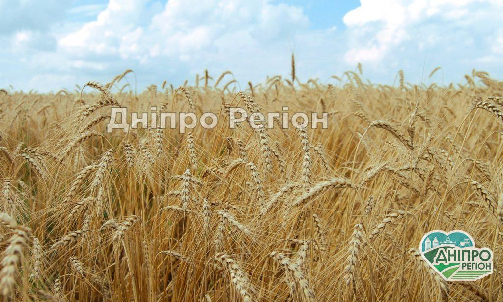 Врятували у дитячий лікарні: У Дніпрі чоловік ледь не загинув, випадково вдихнувши колосок Врятували у дитячий лікарні: У Дніпрі чоловік ледь не загинув, випадково вдихнувши колосок