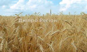 Врятували у дитячий лікарні: У Дніпрі чоловік ледь не загинув, випадково вдихнувши колосок