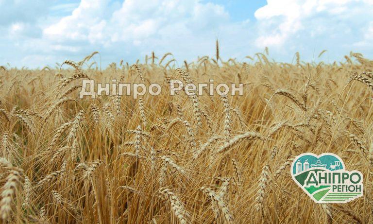 Врятували у дитячий лікарні: У Дніпрі чоловік ледь не загинув, випадково вдихнувши колосок