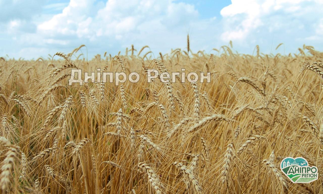 Врятували у дитячий лікарні: У Дніпрі чоловік ледь не загинув, випадково вдихнувши колосок