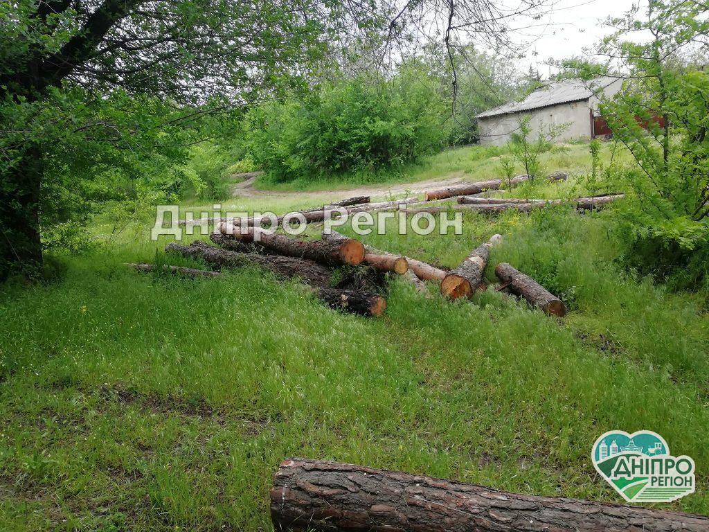 На Дніпропетровщині вирубують і вивозять молодий ліс, прикриваючись плановими вирубками На Дніпропетровщині вирубують і вивозять молодий ліс, прикриваючись плановими вирубками