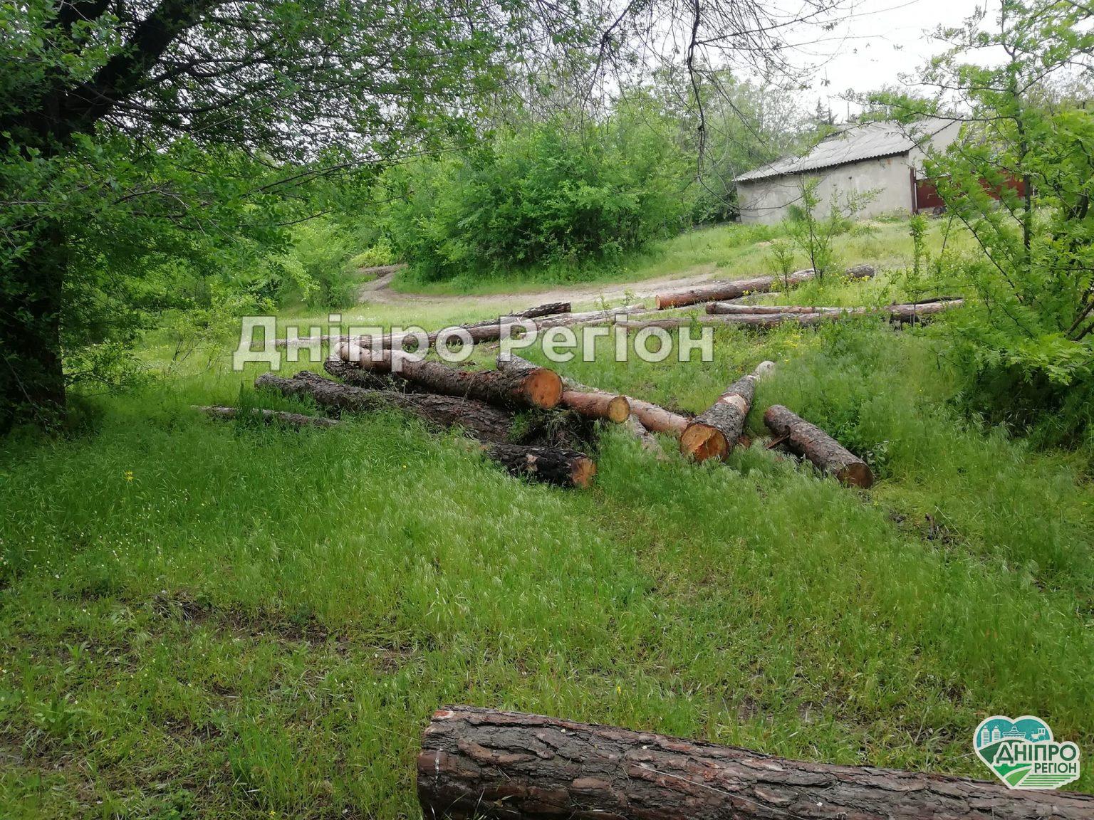 На Дніпропетровщині вирубують і вивозять молодий ліс, прикриваючись плановими вирубками На Дніпропетровщині вирубують і вивозять молодий ліс, прикриваючись плановими вирубками