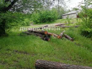 На Дніпропетровщині вирубують і вивозять молодий ліс, прикриваючись плановими вирубками