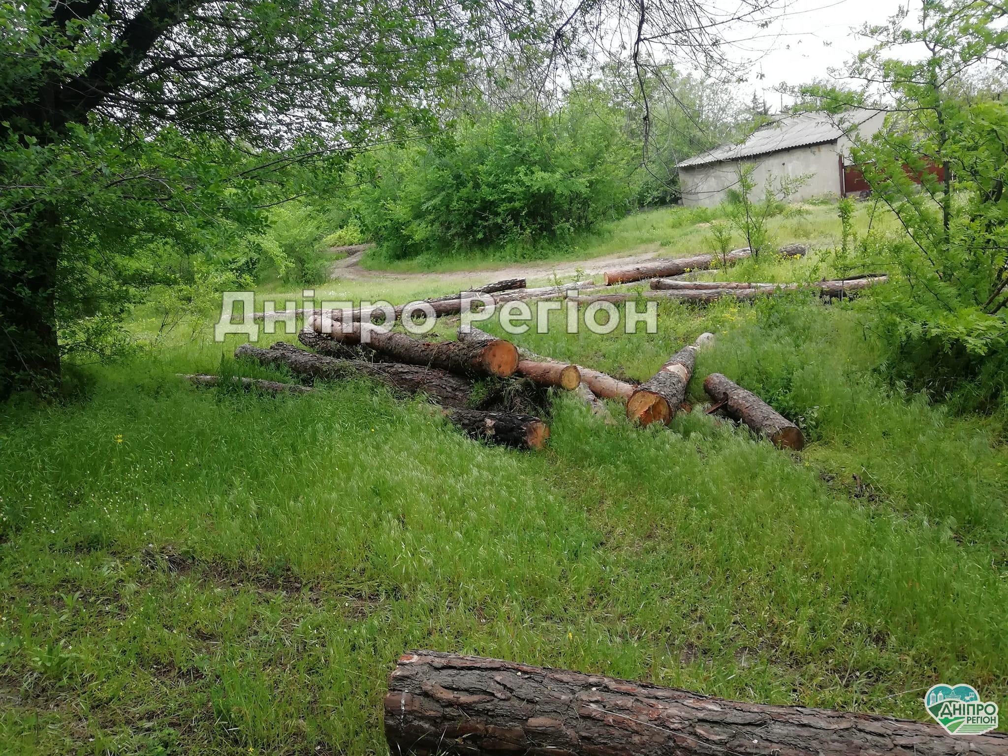 На Дніпропетровщині вирубують і вивозять молодий ліс, прикриваючись плановими вирубками